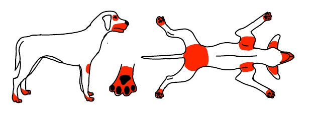 ATOPIA EN PERROS... ¿CÓMO ACTUAR?