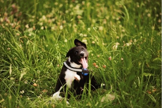 Alergia en perros, síntomas, tipos y tratamiento