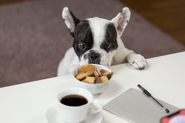 10 alimentos prohibidos para perros
