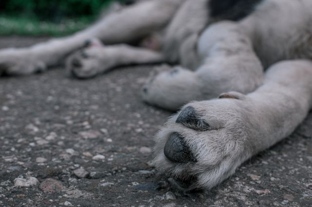 Artrosis en perros, una enfermedad degenerativa dolorosa para tu peludo