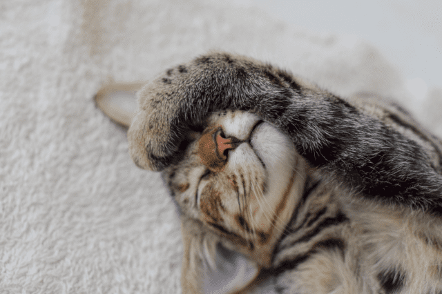 Ataxia en gatos: la razón por la que tu gato no anda recto