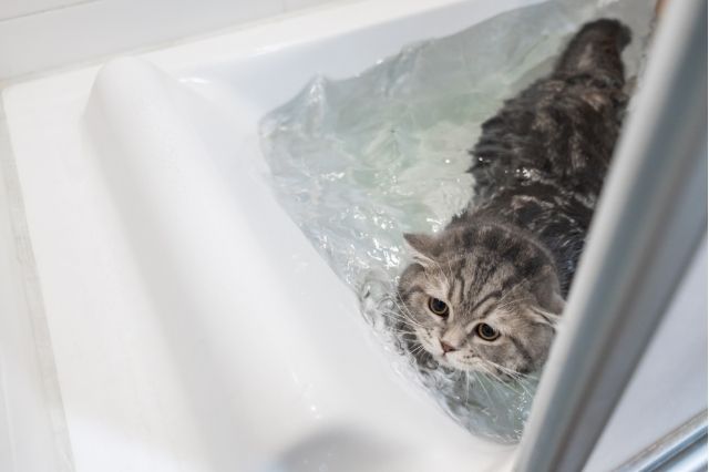 Cómo bañar a un gato y no dejarte los brazos en el intento