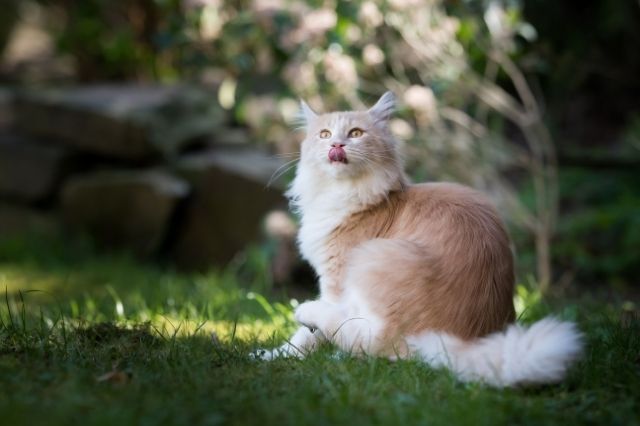 ¿Cuándo mudan el pelo los gatos?