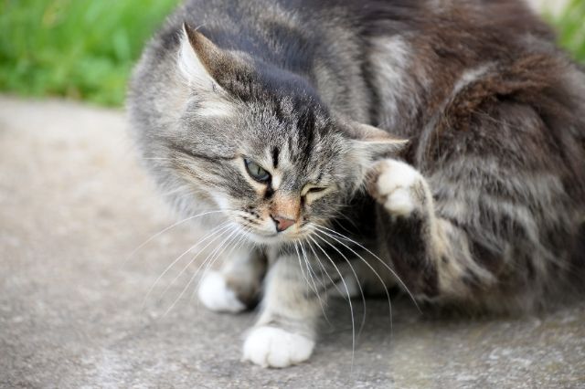Cómo desparasitar a tu gato hará que esté sano