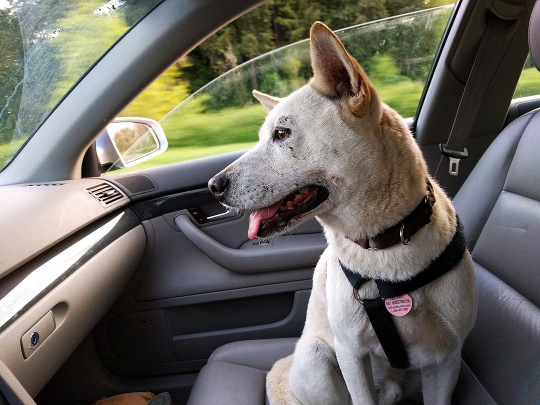 Consejos para disfrutar del viaje con tu peludo 🐶