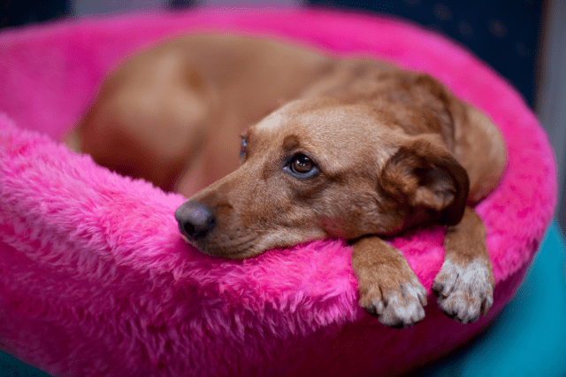 Embarazo psicológico en perros o porqué tu perra cuida de un peluche