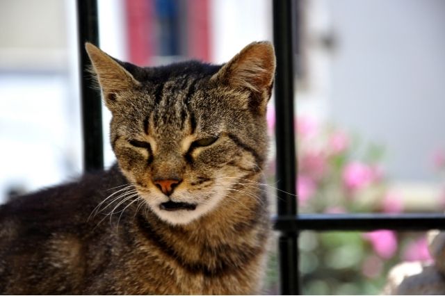 Epilepsia en gatos, una enfermedad grave con la que tu gato puede convivir