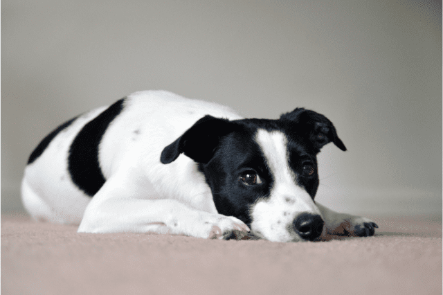 Hernias en Perros, qué tipos hay y cuál es su tratamiento