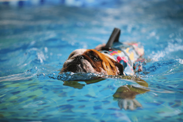 Hidroterapia Veterinaria, la unión de la fisioterapia y el agua