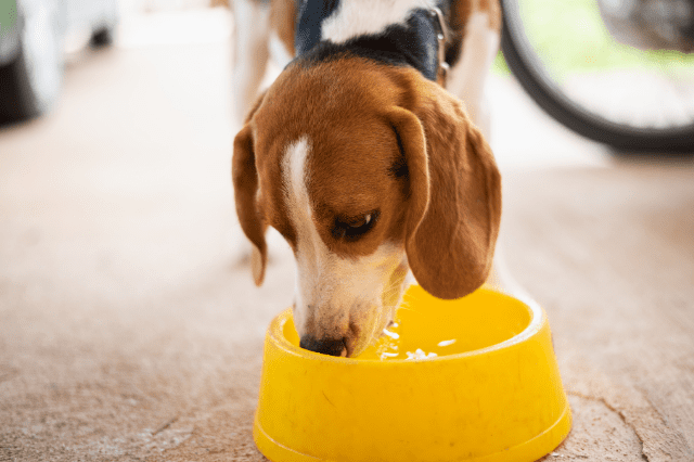 Insuficiencia renal en perros, una enfermedad que afecta a sus riñones