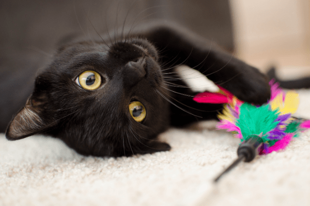 Mejores juguetes para gatos, la importancia de tener a tu gato entretenido