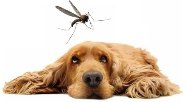 ¿CÓMO PROTEGER A MI PERRO DE LOS MOSQUITOS?
