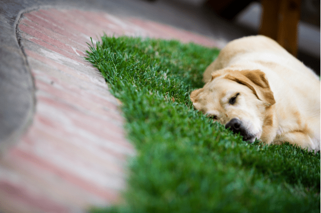 Leishmaniosis en perros, una enfermedad muy grave transmitida por un maldito mosquito