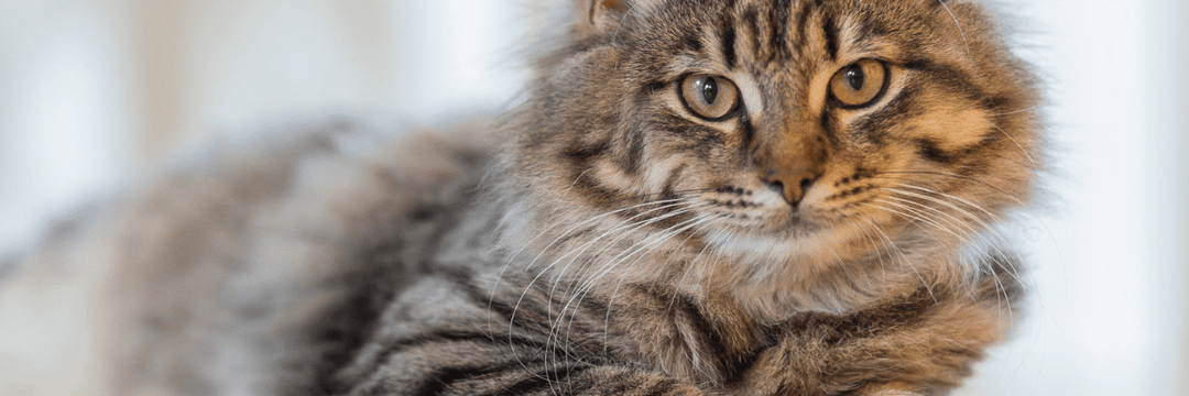 Peritonitis infecciosa felina y el coronavirus felino