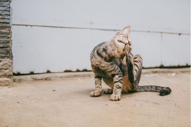 Sarna en gatos, una enfermedad cutánea muy contagiosa