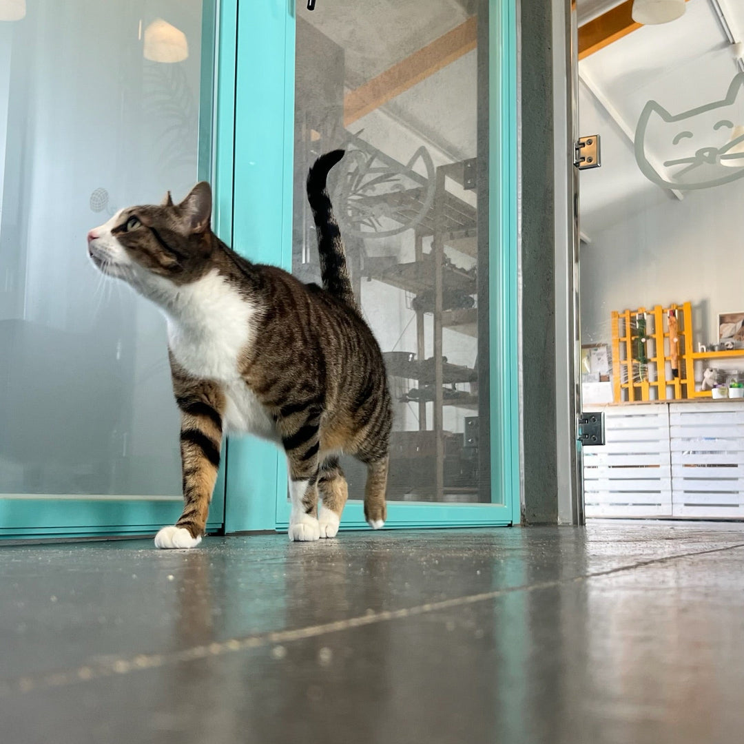 Habitaciones de Gato